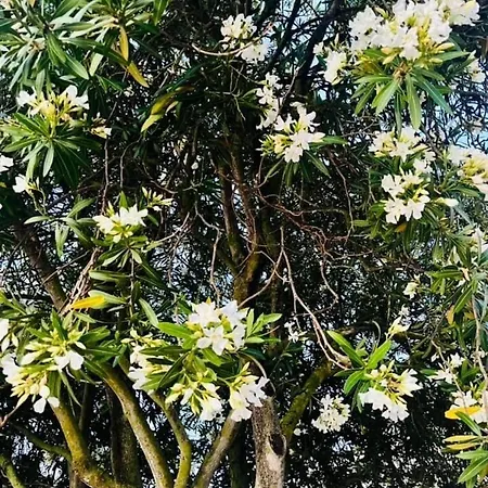 شقة 2, Old Town Charm